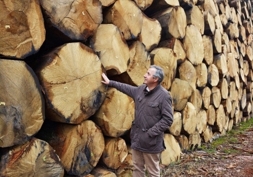 Ducerf — scierie experte en transformation des bois feuillus