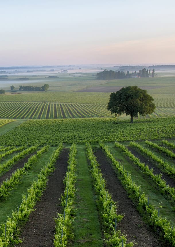 Réalisation JAO — Domaine viticole
