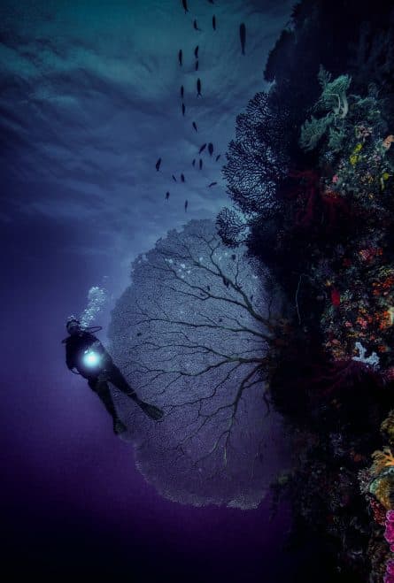 Scubafish Zanzibar — club de plongée